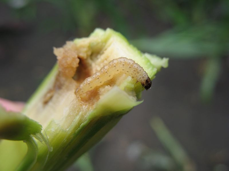 Larve de pyrale du maïs. 