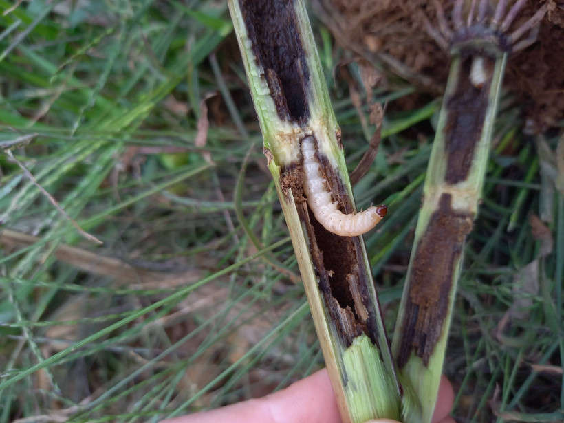 Larve de sésamie dans une tige de maïs.
