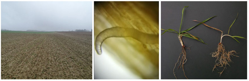 De gauche à droite : blé tendre soumis à une pression importante de nématodes - Duffort, Gers (32), décembre 2025 ; Nématode observé à la loupe binoculaire x10 dans une tige du blé tendre ; Système racinaire anarchique(symptômes causés par Heterodera avenae)