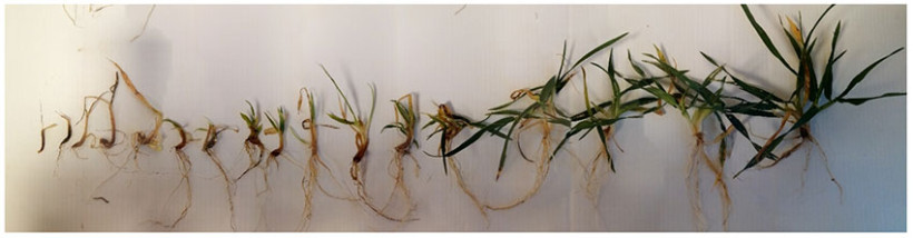 Systèmes racinaires attaqués (gauche) et sains ou peu atteints (droite). Duffort 32