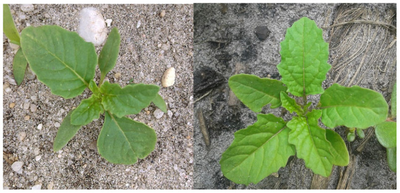 Plantules de nicandra