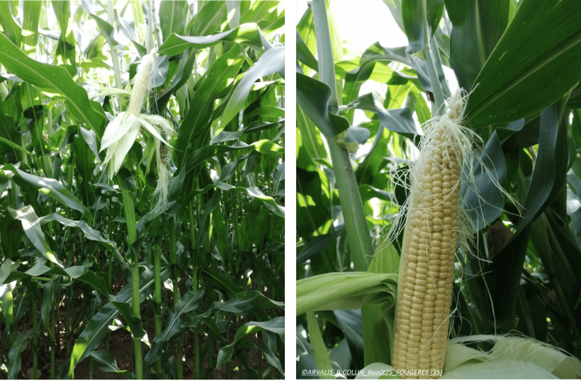 Maïs bretons en 2025