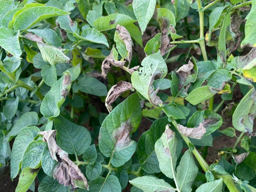 Mildiou observé sur la variété Opale (25 juillet), secteur Ramecourt (62) (Source ARVALIS)