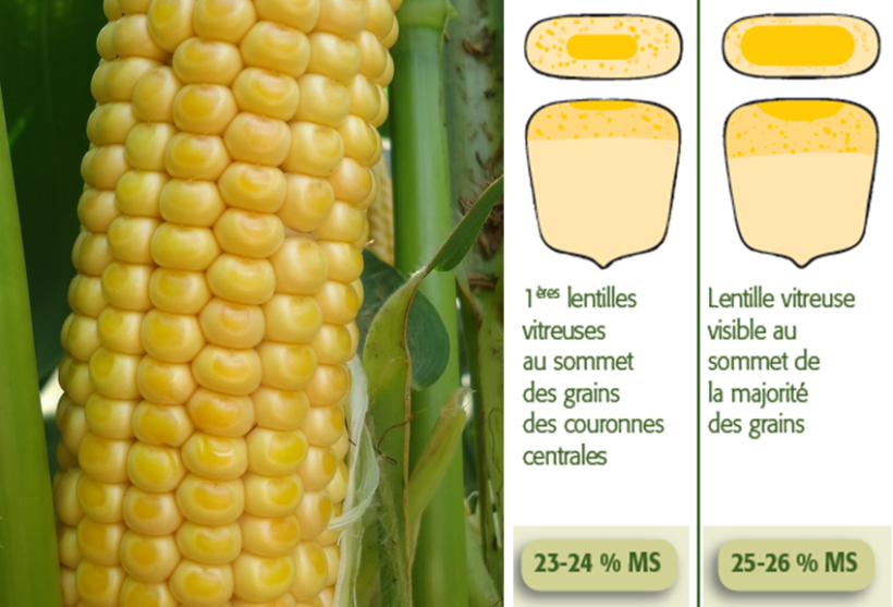Observation de la lentille vitreuse