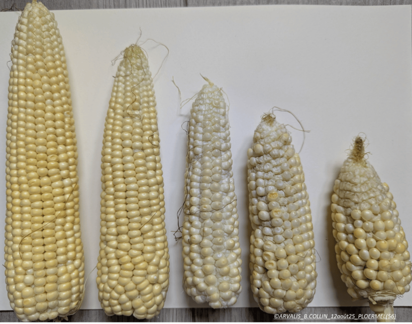 Epis de maïs, Ploërmel 