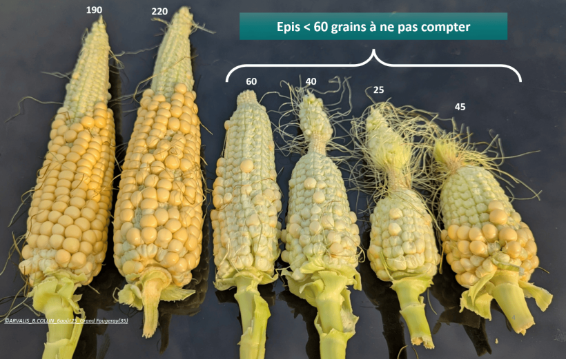 Epis et le nombre de grains associé.