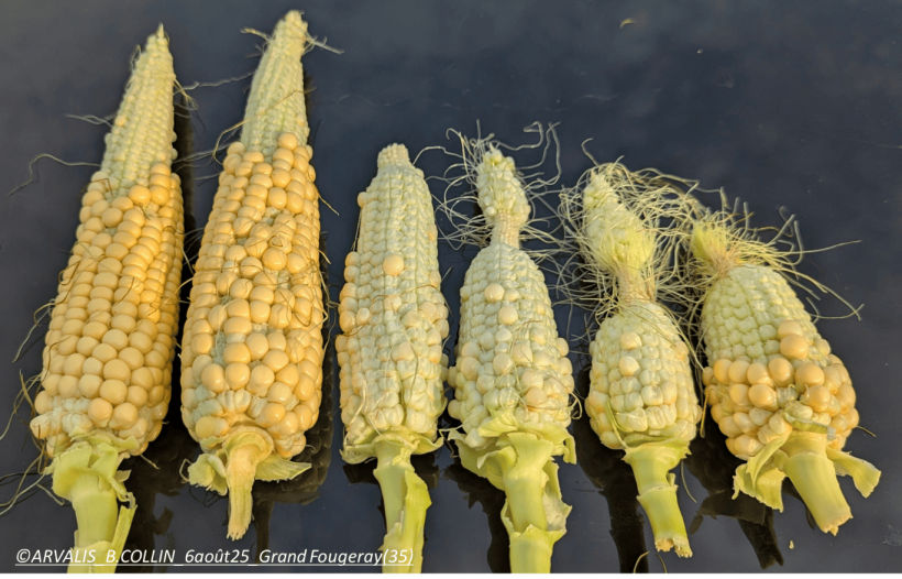 Epi de maïs 2025 à Grand-Fougeray (Sud 35) le 6 août 