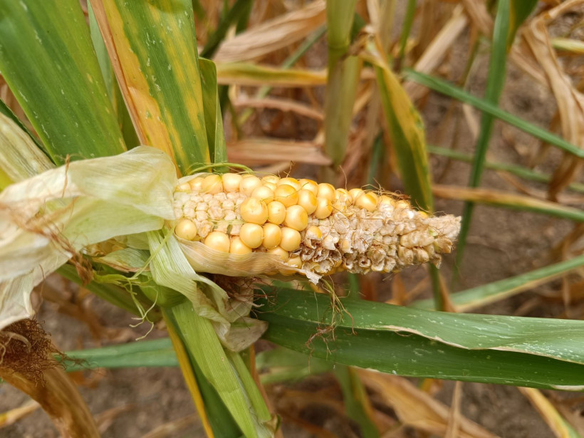 1 - Epi mal fécondé et bouchonné – parcelle ayant fleuri tout début juillet, non irriguée – La Jaillière 