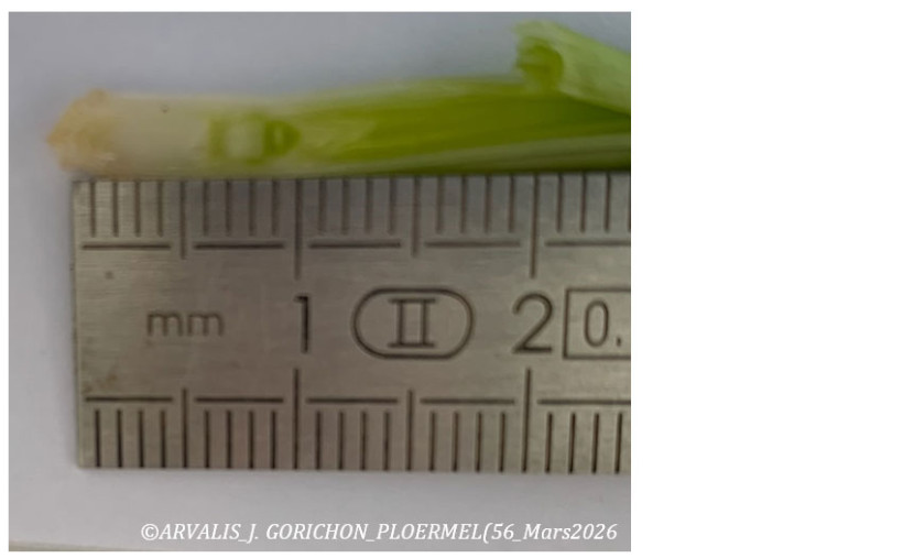 Coupe longitudinale d’une tige de blé tendre pour mesurer la hauteur de l’épi