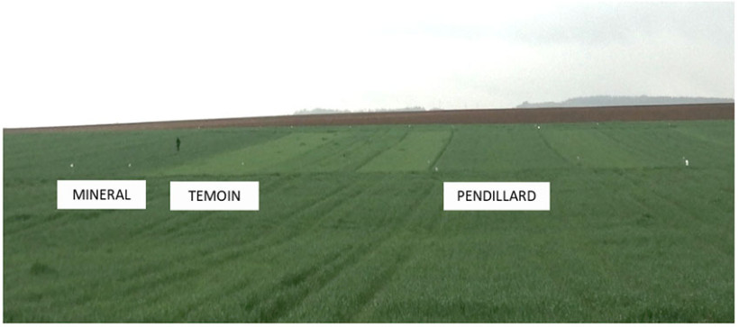 Aperçu de l’essai « digestat vs minéral » , implanté à Marsannay-le-bois (21) – Avril 2022
