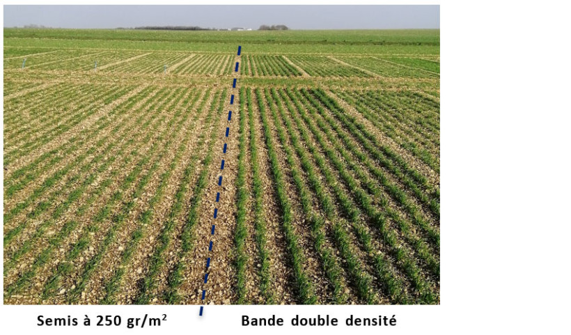 Bande double densité en groie moyenne (17) pour un semis de la variété Thermidor du 05/11 (photo du 12/02)