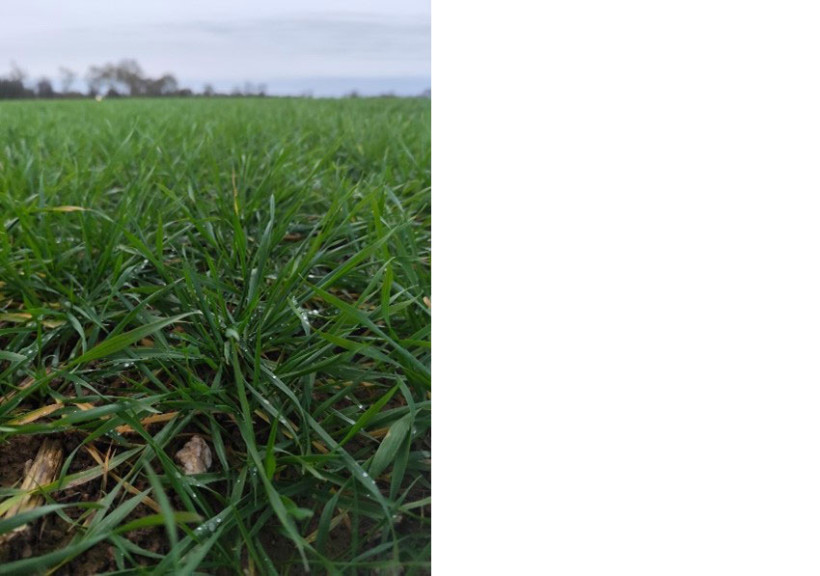 Les parcelles semées en bonnes conditions cet automne, présentaient une biomasse importante avec beaucoup d’azote déjà absorbé à la fin janvier 
