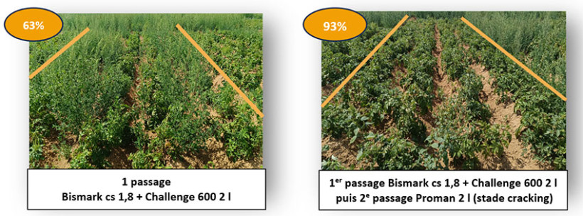  Efficacité des programmes herbicides en un ou deux passages de prélevée (essais 2025 à Villers-Saint-Christophe) 