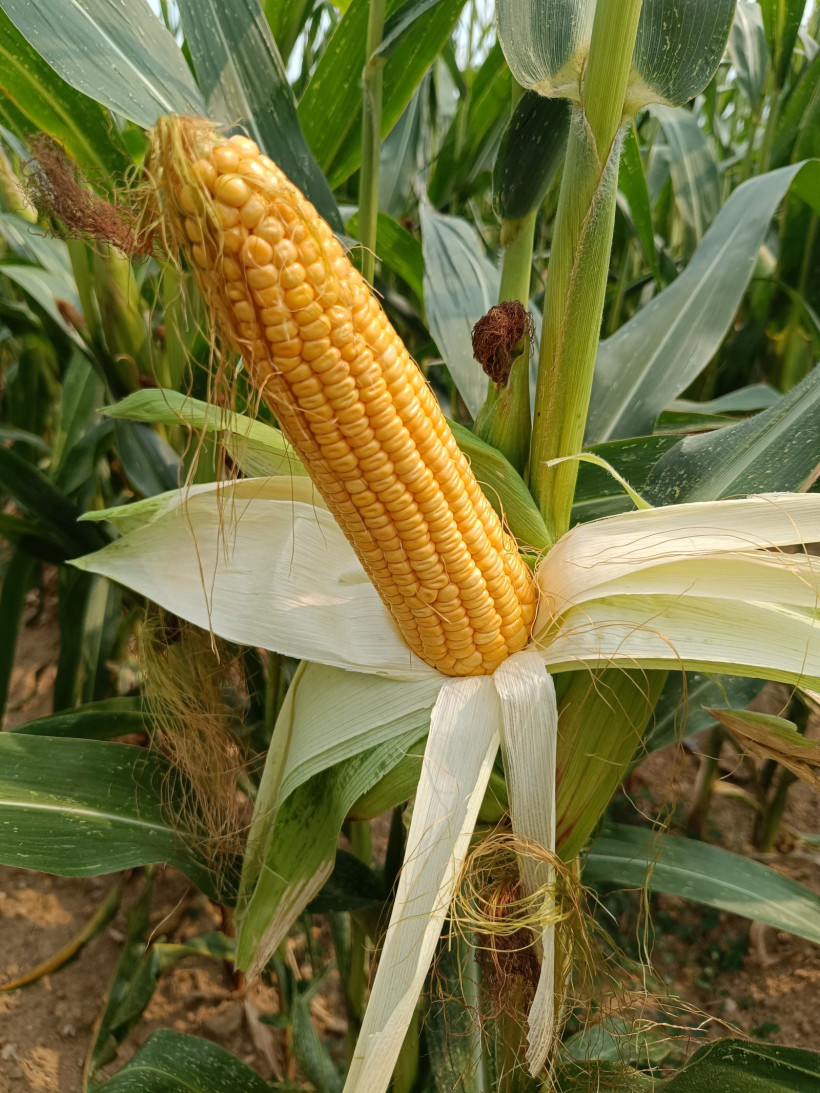 Photo 2 : En parcelle correctement irriguée (3 à 4 tours d’eau), le potentiel en place est satisfaisant – La Jaillière 18/08