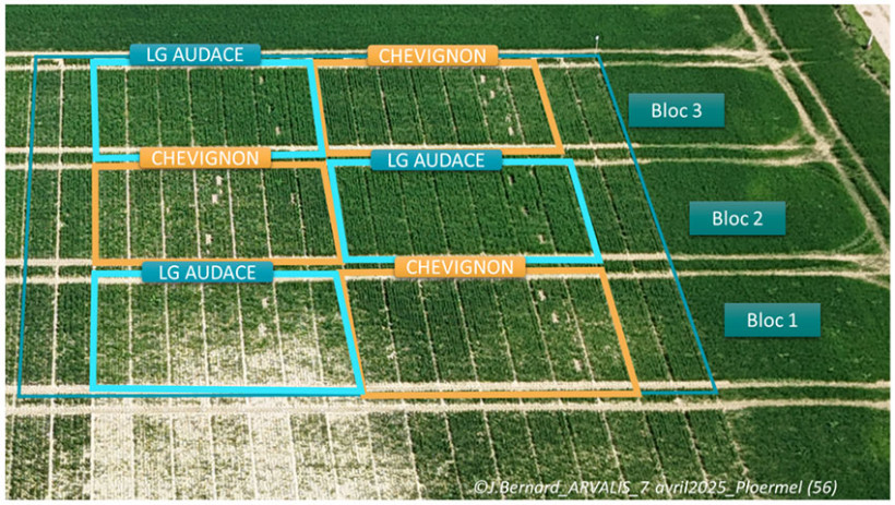 Zones visuellement impactées par l’hydromorphie automnale et hivernale le 7 avril 2025. Essai ARVALIS en microparcelles sur 3 blocs avec plusieurs d’entre elles dédiées à des prélèvements de biomasse et autres suivis physiologiques.
