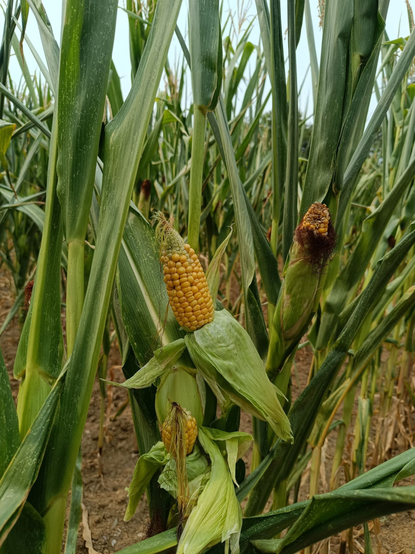 Photo 3 : En parcelle non irriguée, les plantes sont peu développées et les épis sont petits, 50 mm de pluie fin juillet ont permis de maintenir l’appareil végétatif et d’assurer le remplissage des grains, La Jaillière 18/08