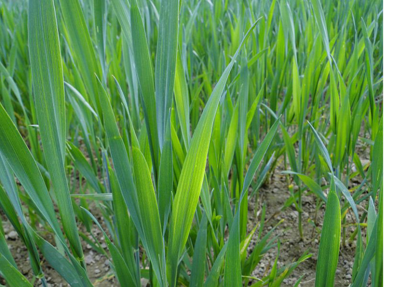 Carence en soufre : jaunissement des feuilles les plus jeunes
