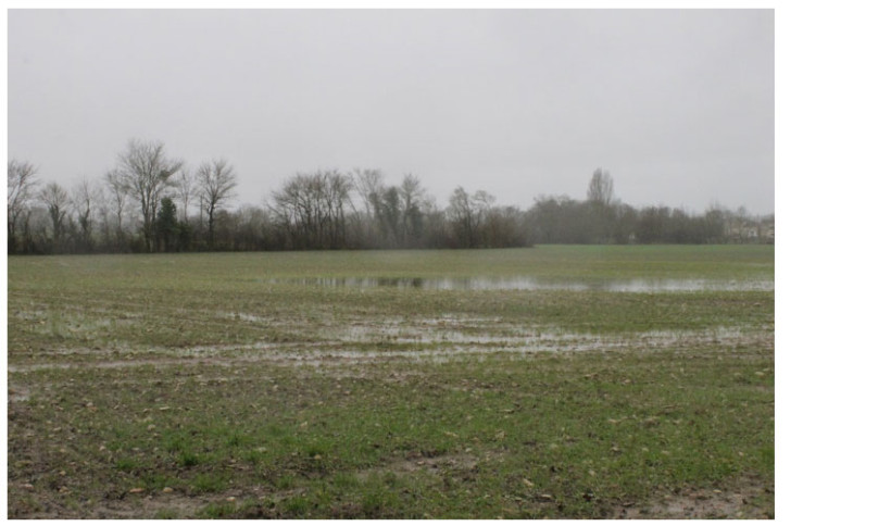 Au tallage, les céréales peuvent supporter des excès d’eau prolongés. Entre levée et 3 feuilles, leur résistance est moindre et quelques jours peuvent suffire à provoquer des dégâts.
