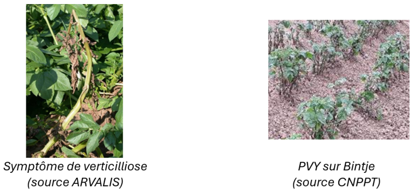 verticilliose et PVY
