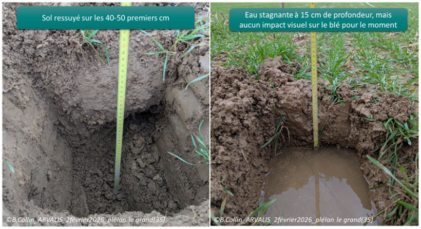 Blé implanté fin octobre 2025 dans de bonnes conditions avec un tallage correct. Deux photos prises à 50 m de distance. Celle de droite se situe dans la zone historiquement hydromorphe en raison d’un sous-sol imperméable.