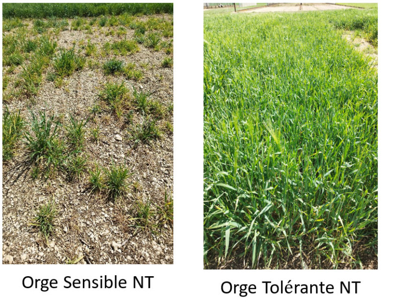 Essai au Magneraud (17) le 16 avril 2025