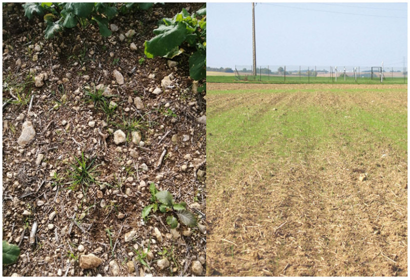 Relevées de ray-grass sur la ferme expérimentale de Boigneville (91)