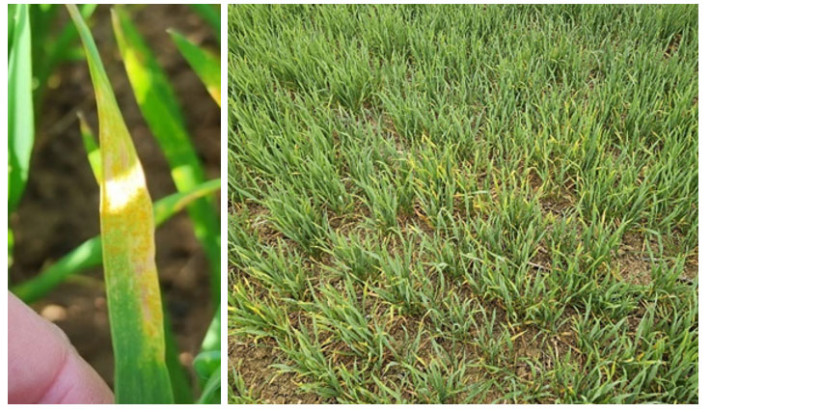 Variété Prestance - Roquefort (32) semis du 16/10/2025 à gauche. Variété Forcali - Sempesserre (32) (Agrod’Oc) à droite.