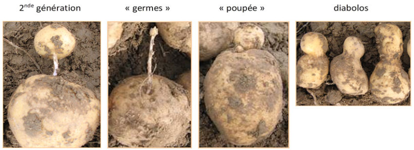 Différents faciès de la repousse (source : ARVALIS)