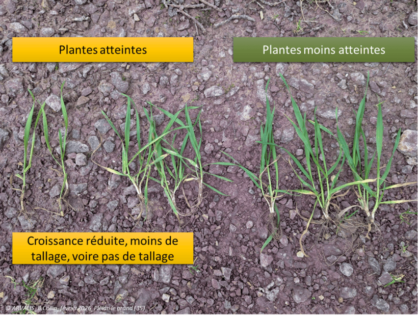 plantes atteintes carence en mn vs plantes saines