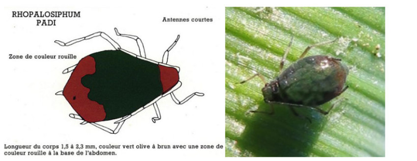 Puceron d’automne (Rhopalosiphum Padi) (source : ARVALIS)
