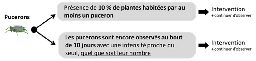 Schéma 1 : Seuil de nuisibilité des pucerons