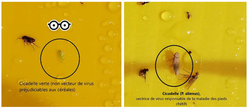 Différentes espèces de cicadelles capturées sur plaque engluée