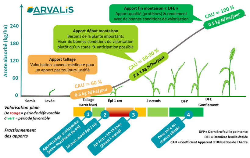 Figure 1 : Cinétique d'absorption et de valorisation de l'azote sur un blé