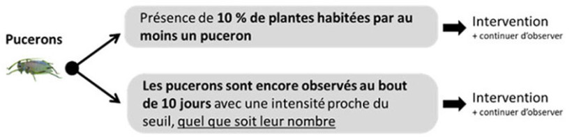 Schéma 1 : Seuil de nuisibilité des pucerons