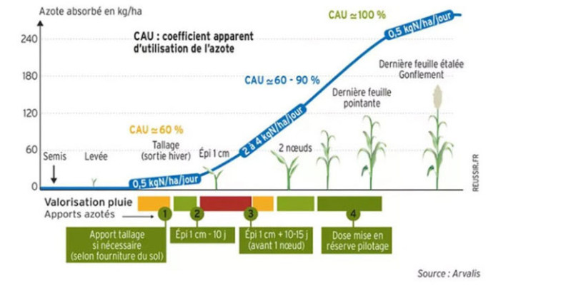 Figure 1 : Coefficient apparent d’utilisation de l’azote au cours du cycle du blé