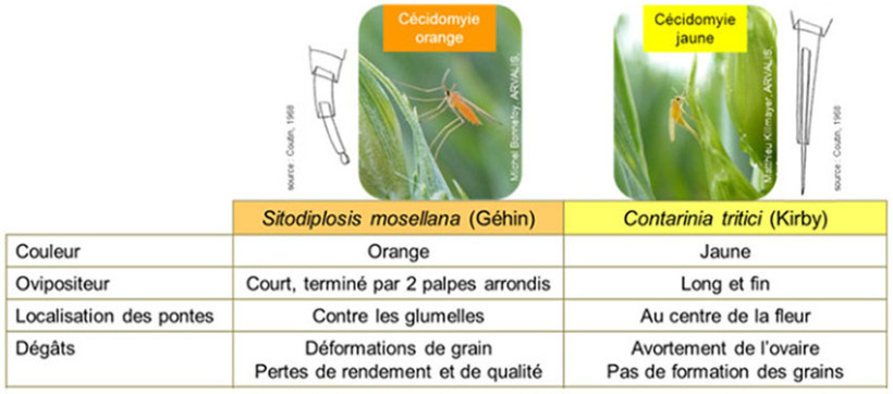Tableau 1 : Clés de distinction entre cécidomyie orange et cécidomyie jaune