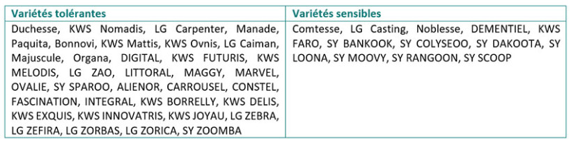 Tableau 1 : Variétés d’orge d’hiver tolérantes et sensibles à la JNO