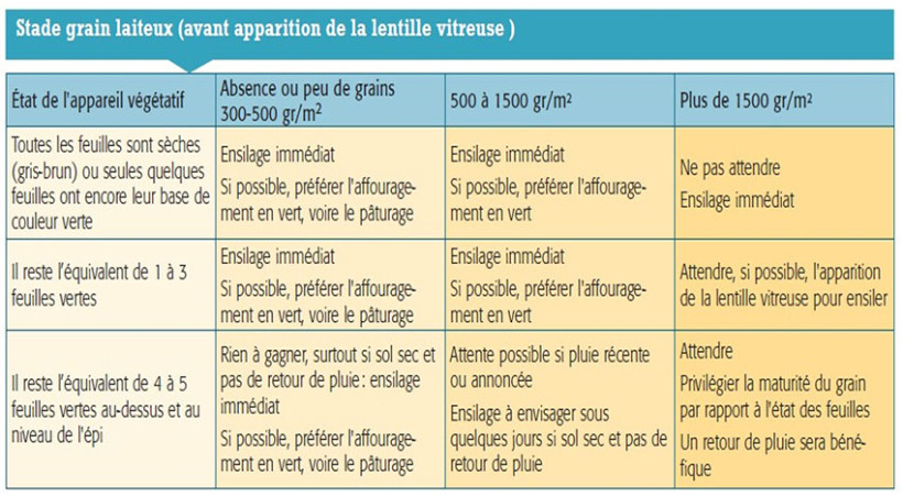 Stade grain laiteux : environ 15-25 jours après la floraison (stade majoritaire en ce moment)