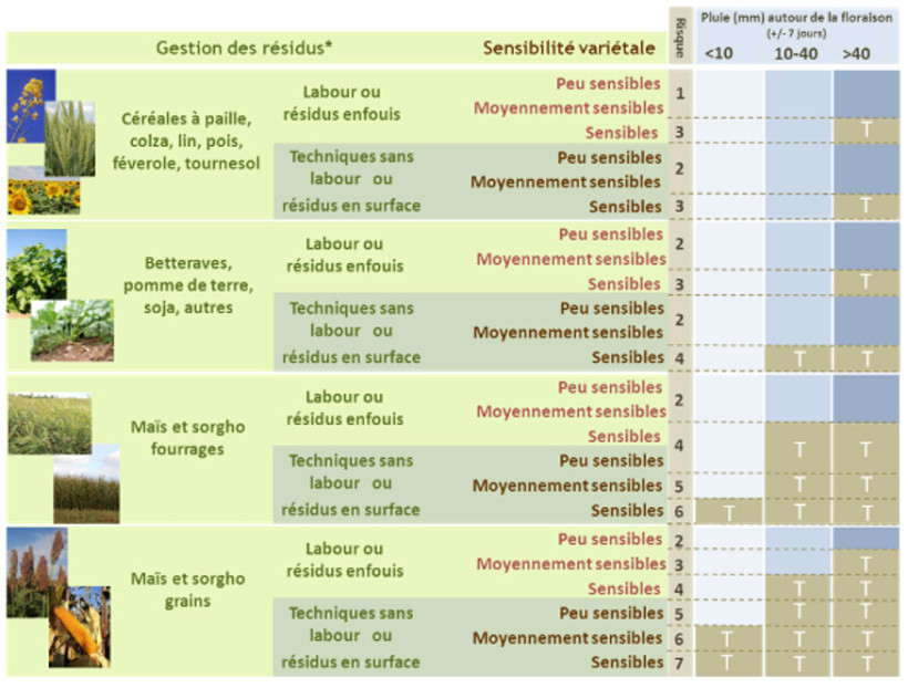 Tableau 1 : Grille d’évaluation du risque d’accumulation du déoxynivalénol (DON) dans le grain de blé tendre lié à la fusariose sur épi (Fusarium graminearum)