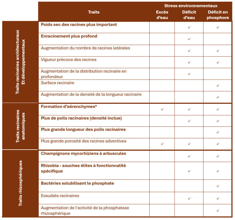 Tableau 1 : Les traits racinaires et rhizosphériques qui renforcent la résilience aux stress abiotiques (Revue de la littérature scientifique – Projet Root2Res)