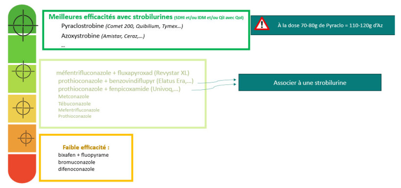 Tableau 2 : Propositions de programmes en blé tendre contre la rouille brune