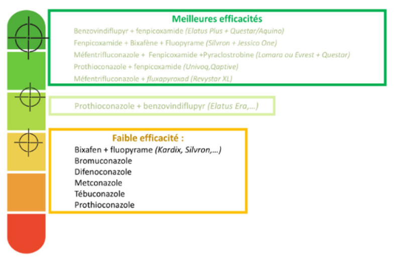 Tableau 3 : Proposition de programmes en blé tendre contre la septoriose