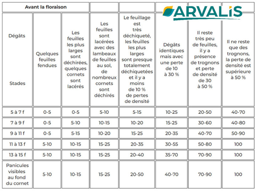 Tableau 1 : Impact de la grêle sur le rendement du maïs en fonction du stade (avant la floraison) – quel que soit le débouché