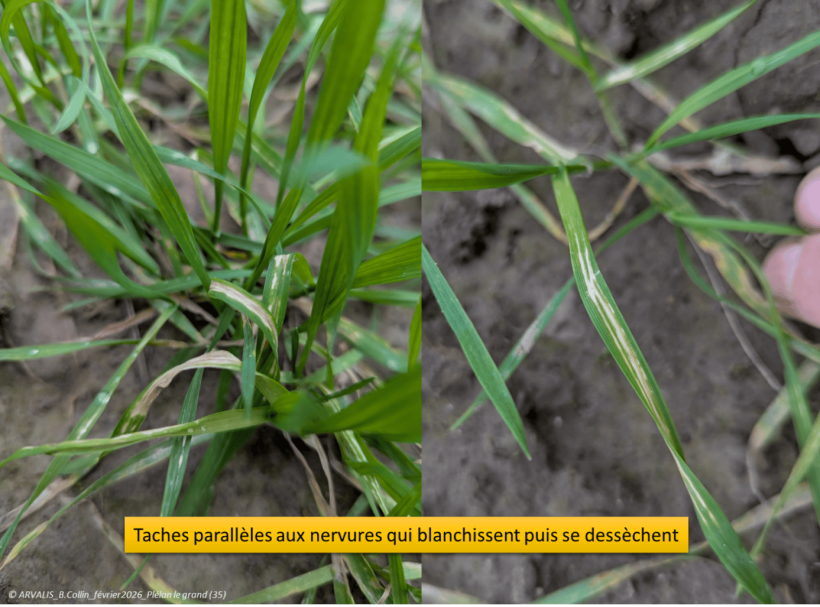 Taches indiquant des symptômes de carence en Manganèse