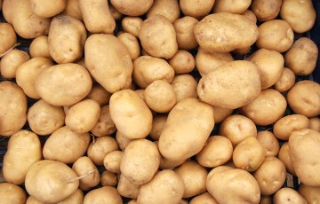Pommes de terre de fécule : prévenir les risques de gel
