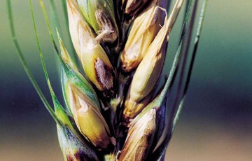 Risque DON blé dur Centre Auvergne 2021