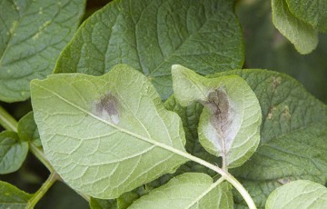 Taches de mildiou sur feuilles de pomme de terre