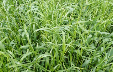 Précos pour désherber les céréales à paille