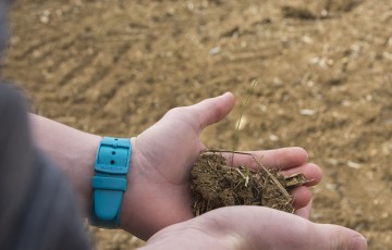 Désherbage : jeunes plantules de ray-grass dans des mains avant les semis de blé 2022 en Ile-de-France