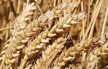 Variétés de blé tendre – région Centre IDF